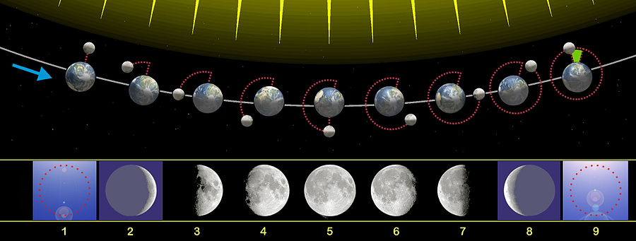 Các pha của Mặt Trăng nhìn từ Bắc bán cầu. Khi nhìn từ Nam bán cầu mỗi pha sẽ quay ngược 180°. Phần trên của hình vẽ không theo tỷ lệ, với khoảng cách từ Trái Đất đến Mặt Trăng xa hơn nhiều.